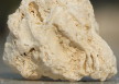 Limestone - Fossiliferous